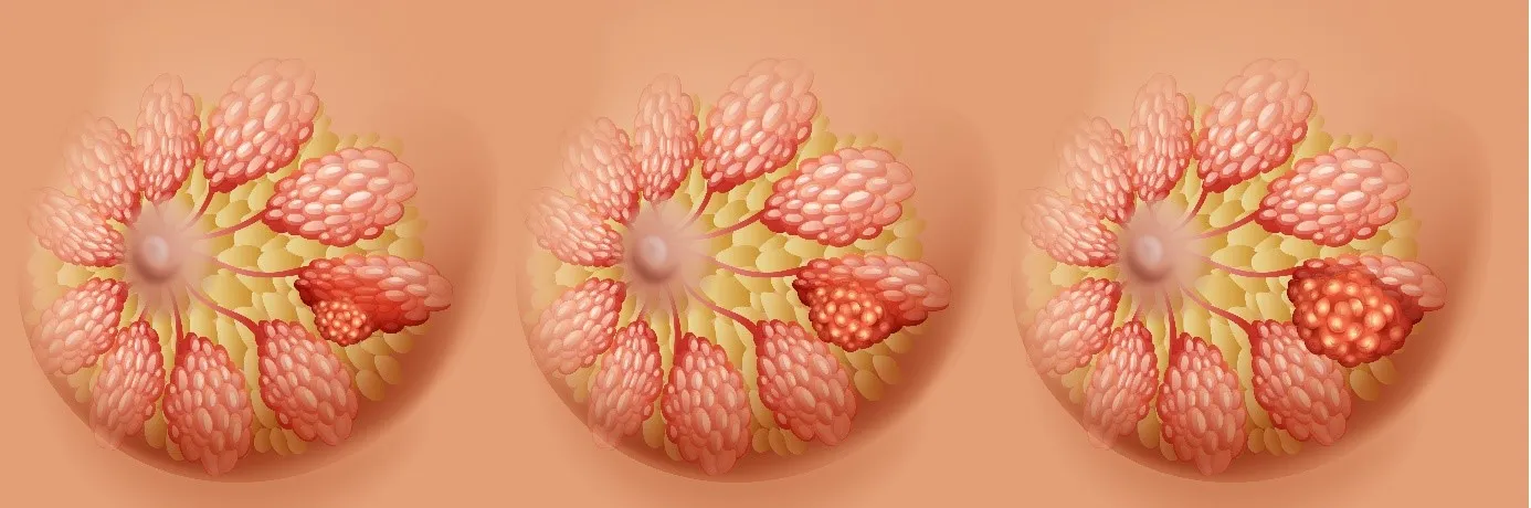 Structure du sein féminin